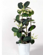 谷歌google推广 -  怎么 种花 就 怎么 在社交 媒体 上做谷歌推广