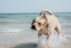 营销资讯 - 宠物摄影行业做网络推广选择哪个平台比较好？
