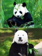 营销资讯 - <b>魔法表情：今晚只给你“99分”，少一分不怕你骄</b>