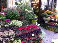 营销资讯 - 花卉类如何在快手做广告推广？