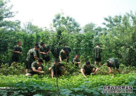 精耕细作菜园子