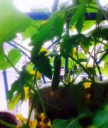 经典广告语 - “我家秋色”手机摄影图片及参赛口号-经典用语