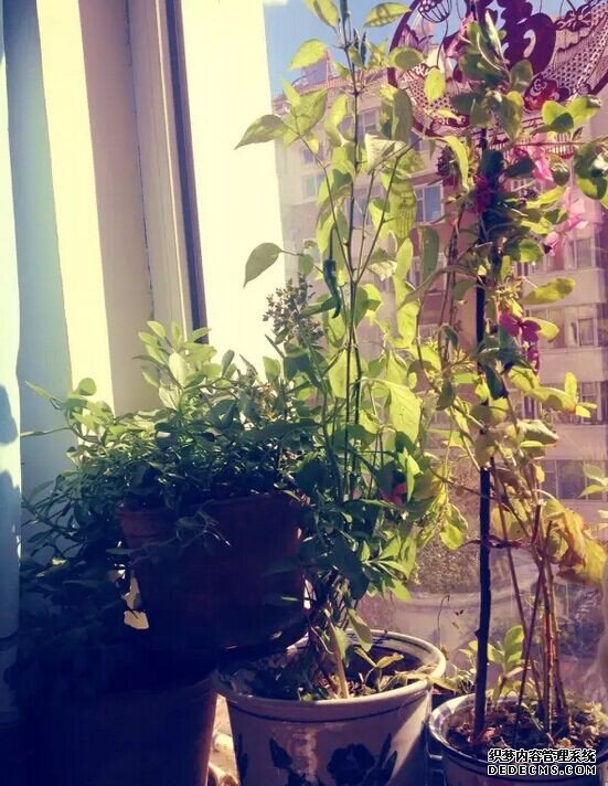 城市组作品名：窗台上的秋天